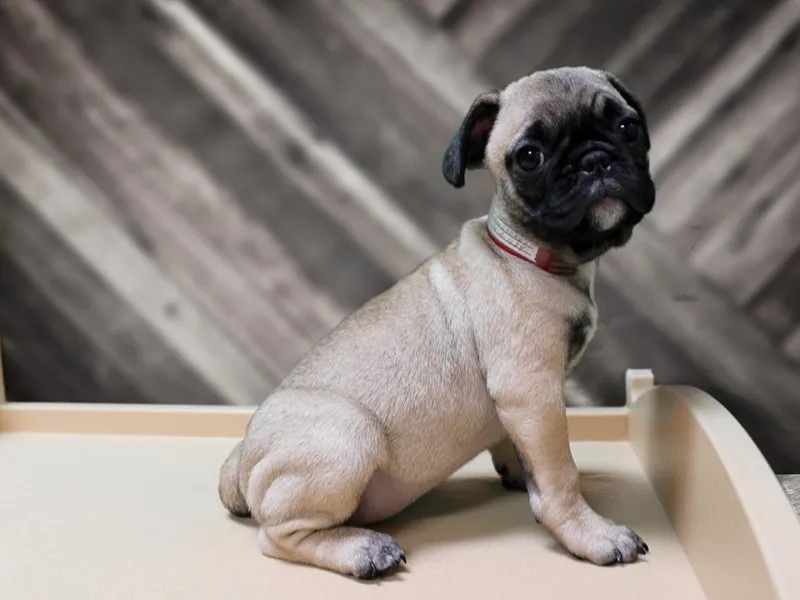 Frenchie Pug